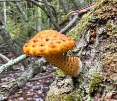 Pholiota limonella thumbnail 2