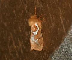Mathew's Ghost Moth thumbnail 2