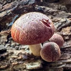 Yellow-gilled Gymnopilus thumbnail 2