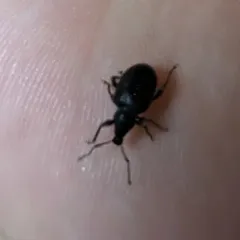 Cribrate Weevil thumbnail 2