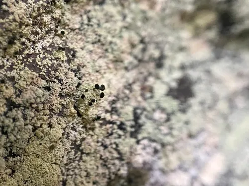 spike lichen