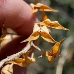 hermit milkvetch thumbnail 3