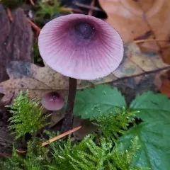 purple-edge bonnet thumbnail 4