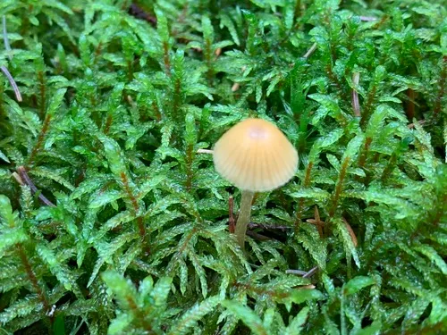 dwarf bell