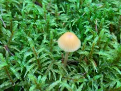 dwarf bell thumbnail 1
