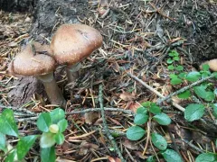 Armillaria altimontana thumbnail 2
