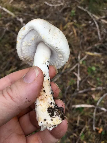 Agaricus albiceps