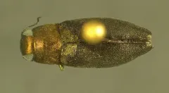 Phaenops intrusa thumbnail 3
