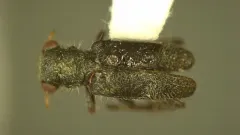 Phyllobaenus scaber thumbnail 2