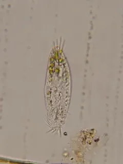 Tachysoma pellionellum thumbnail 2