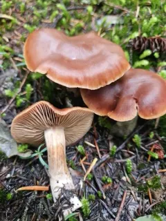 Cortinarius illuminus thumbnail 2