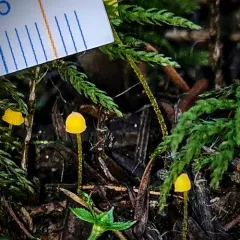 Western Yellow Mycena thumbnail 3