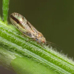 Broom Psyllid thumbnail 4