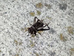 Japanese Burrowing Cricket thumbnail 3