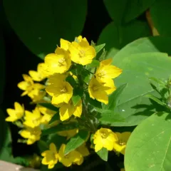 Dotted Loosestrife thumbnail 1