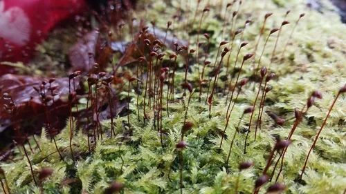 velvet feather-moss