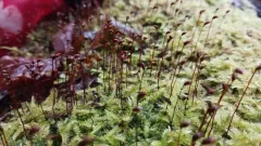 velvet feather-moss thumbnail 1