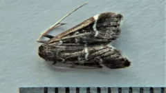 Pied Shawl Moth thumbnail 2