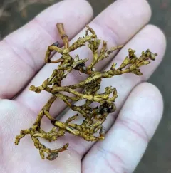Western Dwarf-Mistletoe thumbnail 4
