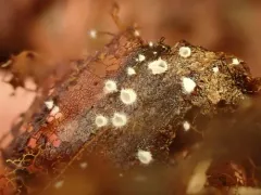 Seticyphella niveola thumbnail 2
