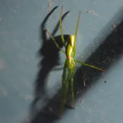 Green Long-jawed Orbweaver thumbnail 3