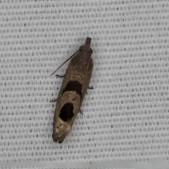 Aster-head Eucosma Moth thumbnail 3