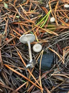 Clitopilopsis hirneola thumbnail 2