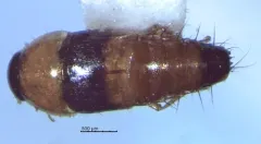 Tachyporus pulchrus thumbnail 2