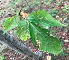 Beech leaf-mining weevil thumbnail 3
