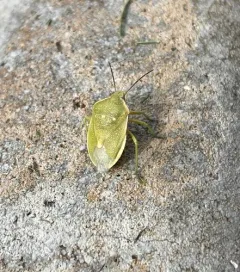 Uhler's Stink Bug thumbnail 4