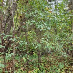 sweet crabapple thumbnail 2