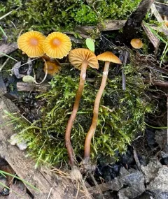 Marsh Bell thumbnail 3