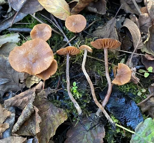 Naucoria alnetorum