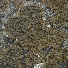 Powdered Camouflage Lichen thumbnail 2
