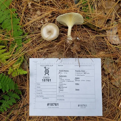 Clitocybe subclavipes