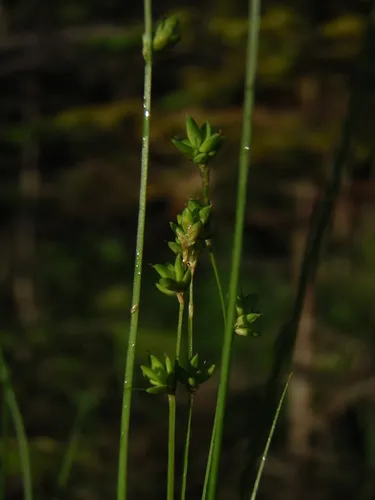 Rye-grass Sedge