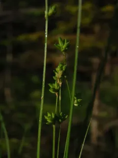 Rye-grass Sedge thumbnail 1