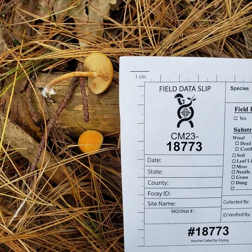Gymnopilus hybridus