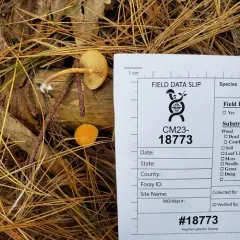 Gymnopilus hybridus thumbnail 1