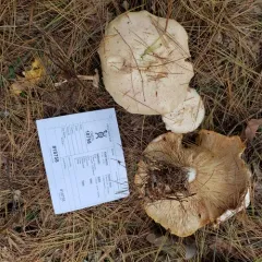 Spotted Collybia thumbnail 1