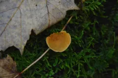 pine powdercap thumbnail 2