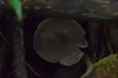 Lyophyllum turcicum thumbnail 2