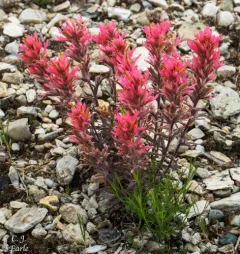 northwestern paintbrush thumbnail 2