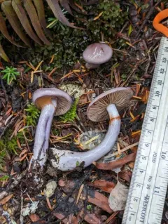 Cortinarius salor thumbnail 4