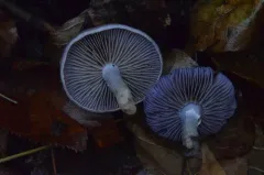 Cortinarius modestus thumbnail 1