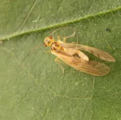 yellow barklouse thumbnail 3