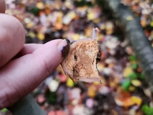 Phellinus prunicola