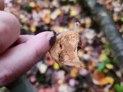Phellinus prunicola thumbnail 1