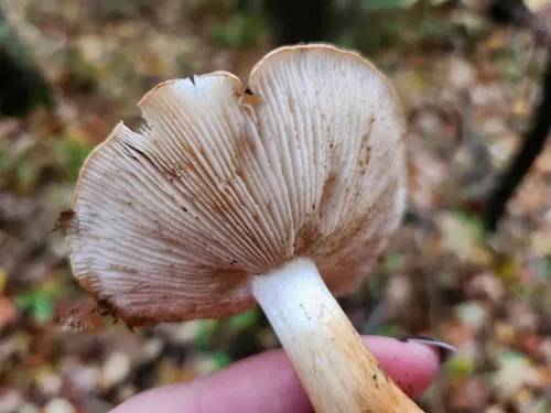 Tricholoma fulvimarginatum