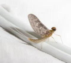 Red Speckled Dun thumbnail 3
